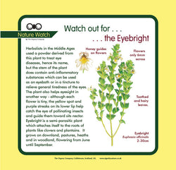 'Eyebright' Nature Watch Panel
