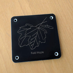 'Field maple' rubbing plaque