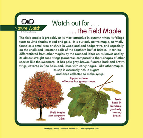 'Field maple' Nature Watch Panel