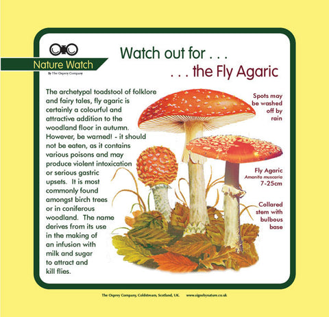'Fly agaric' Nature Watch Panel