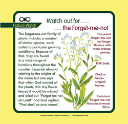 'Forget-me-not' Nature Watch Panel