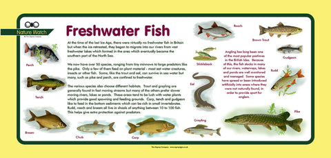 'Freshwater fish' Nature Watch Plus Panel