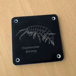 'Freshwater shrimp' rubbing plaque