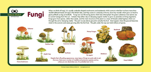 'Fungi' Nature Watch Plus Panel