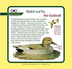'Gadwall' Nature Watch Panel