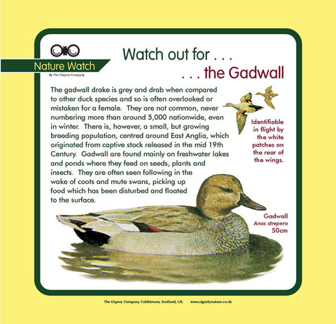 'Gadwall' Nature Watch Panel