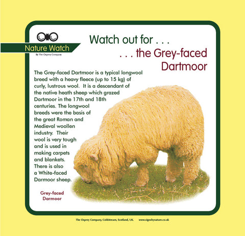 'Grey faced Dartmoor' Nature Watch Panel