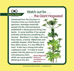 'Giant hogweed' Nature Watch Panel