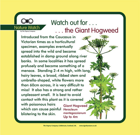 'Giant hogweed' Nature Watch Panel