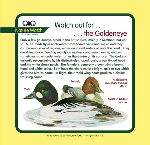 'Goldeneye' Nature Watch Panel