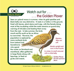 'Golden plover' Nature Watch Panel