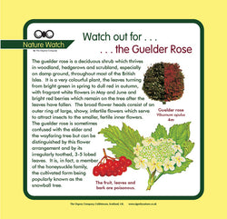 'Guelder rose' Nature Watch Panel