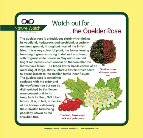 'Guelder rose' Nature Watch Panel