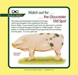 'Gloucester old spot' Nature Watch Panel