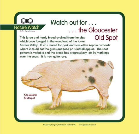 'Gloucester old spot' Nature Watch Panel