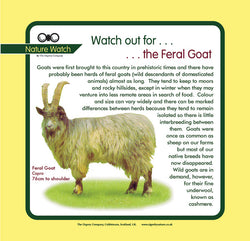 'Feral goat' Nature Watch Panel
