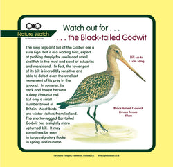 'Black-tailed godwit' Nature Watch Panel