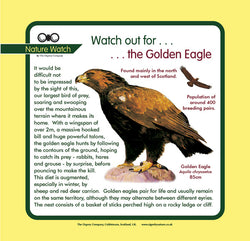 'Golden eagle' Nature Watch Panel