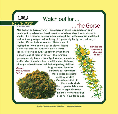 'Gorse' Nature Watch Panel