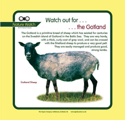 'Gotland sheep' Nature Watch Panel