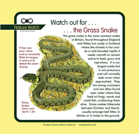 'Grass snake' Nature Watch Panel