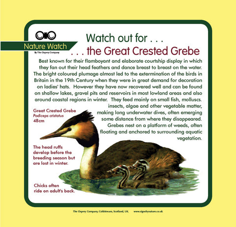 'Great crested grebe' Nature Watch Panel