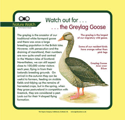 'Greylag goose' Nature Watch Panel