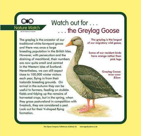 'Greylag goose' Nature Watch Panel