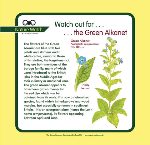 'Green alkanet' Nature Watch Panel