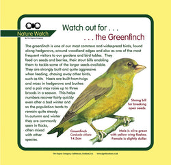 'Greenfinch' Nature Watch Panel