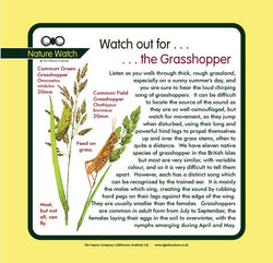 'Grasshopper' Nature Watch Panel