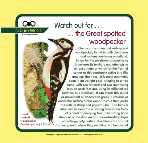'Great spotted woodpecker' Nature Watch Panel