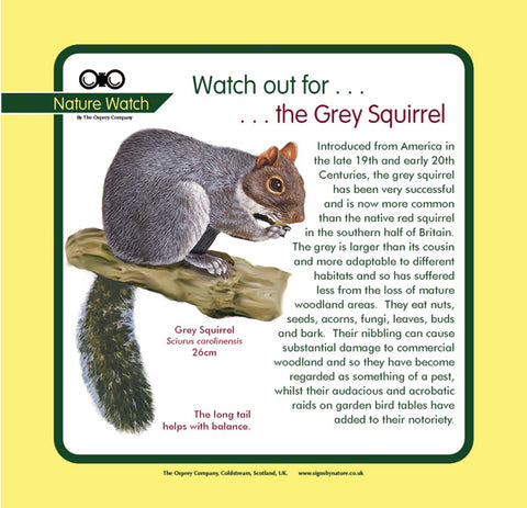 'Grey squirrel' Nature Watch Panel
