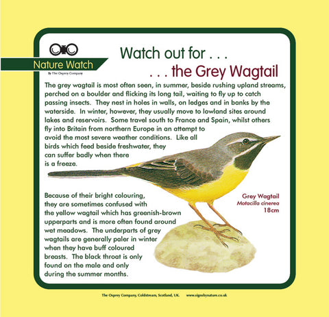 'Grey wagtail' Nature Watch Panel