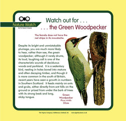 'Green woodpecker' Nature Watch Panel