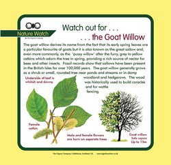 'Goat willow' Nature Watch Panel