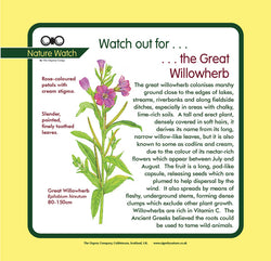 'Great willowherb' Nature Watch Panel