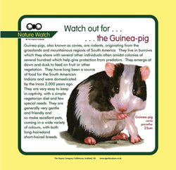 'Guinea pig' Nature Watch Panel