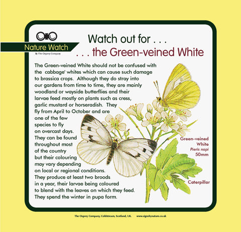 'Green-veined white' Nature Watch Panel