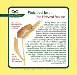 'Harvest mouse' Nature Watch Panel