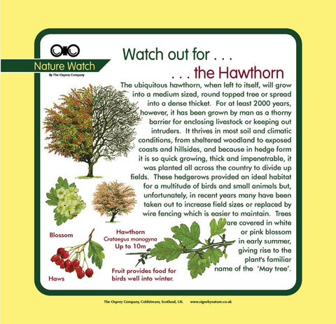 'Hawthorn' Nature Watch Panel