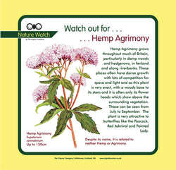 'Hemp agrimony' Nature Watch Panel