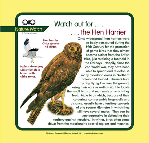 'Hen harrier' Nature Watch Panel