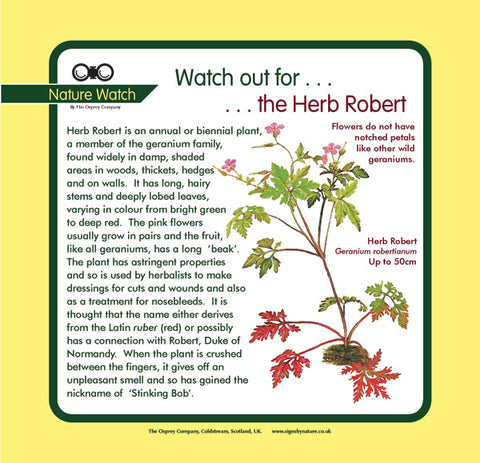 'Herb robert' Nature Watch Panel
