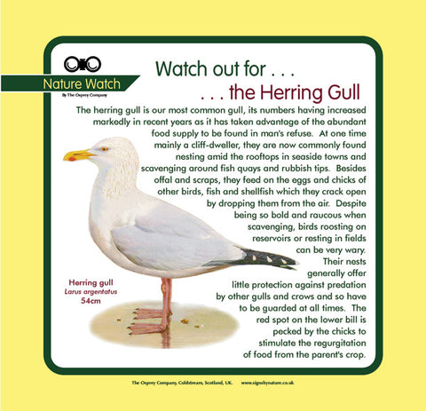 'Herring gull' Nature Watch Panel