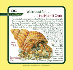 'Hermit crab' Nature Watch Panel