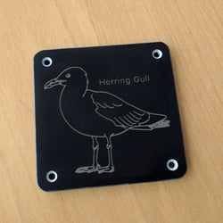 'Herring gull' rubbing plaque