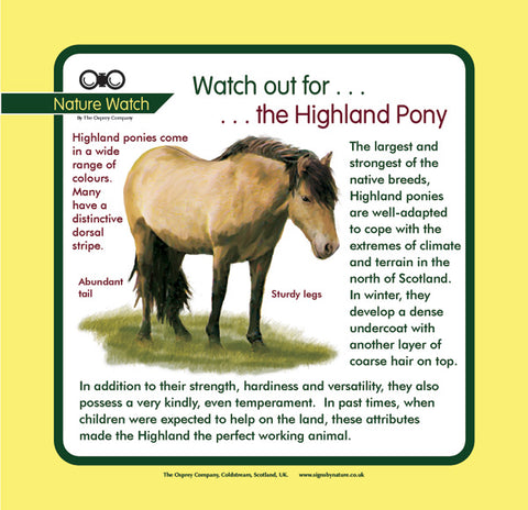 'Highland pony' Nature Watch Panel