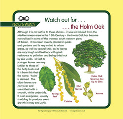 'Holm oak' Nature Watch Panel
