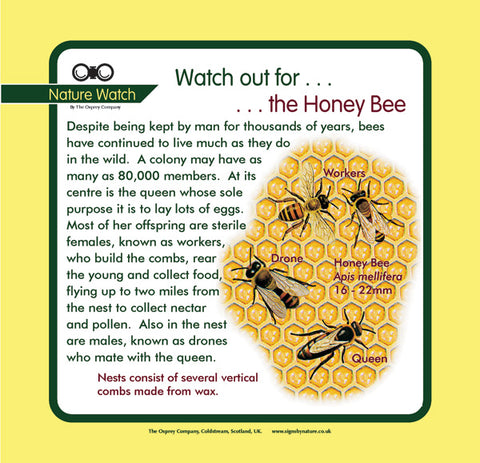 'Honey bee' Nature Watch Panel